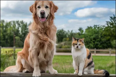 Voici la sixième épreuve ! Nos concurrents vont devoir rester immobiles le plus longtemps possible ! 3, 2, 1...Go !...Fini !
Qui a gagné selon vous ?