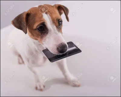 Voici la dernière épreuve ! Nos concurrents vont devoir mettre leur patte sur la carte où il y a la bonne réponse de lopération suivante : 3+5 ! 3, 2, 1...Go !...Fini !
Selon vous, qui a gagné ?