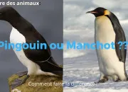 Quiz Pingouins vs manchots