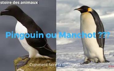 Quiz Animaux