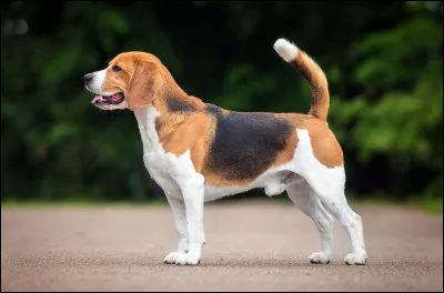Ce chien est un beagle.