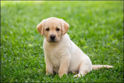 Ce chiot est un labrador.
