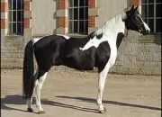 Quiz Rvise ton Galop 1 !