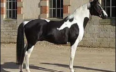 Quiz Galop 1
