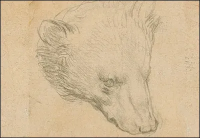 Quel célèbre peintre italien est l'auteur de ce dessin ''Tête d'ours'' ?