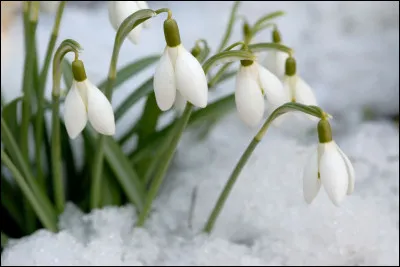 Quel est le genre du livre ?