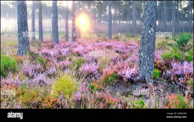 Heathcliff aime Catherine.