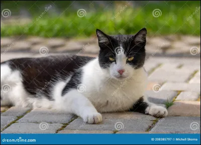 Comment s'appelle son premier compagnon ?