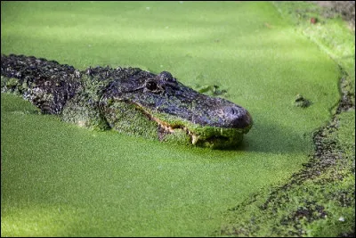 Quel est ce saurien que l'on retrouve dans la totalit&eacute; de la Louisiane ?