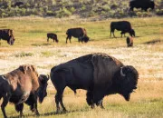 Quiz Les animaux d'Amrique du Nord
