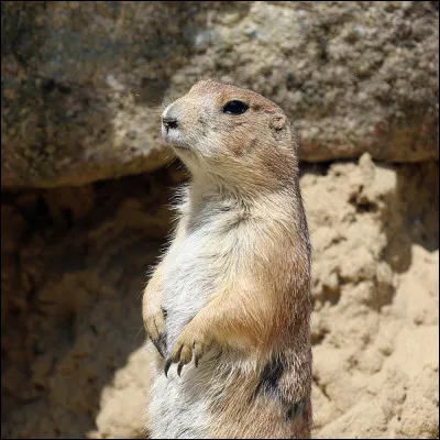 Oh ! Trop mignon ! Un chien des prairies ! On le confond souvent avec...