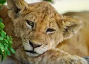 Quiz Reconnais les animaux (moyen)