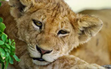 Quiz Animaux