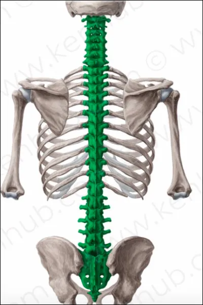 Quel est le nom de la structure osseuse consituée de 33 vertébres superposées les unes aux autres ?