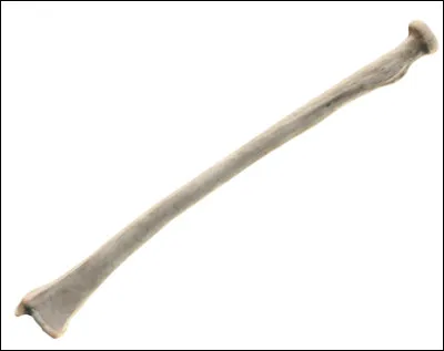 Quel est le nom de cet os long de l'avant-bras ?