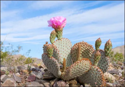 Quelle est ta plante préférée ?