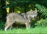 Quiz Les noms d'animaux dtourns