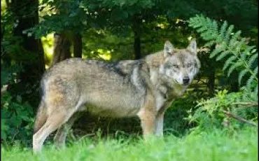 Quiz Animaux