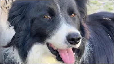 Dans quelle arme trouve-t-on habituellement un chien ?