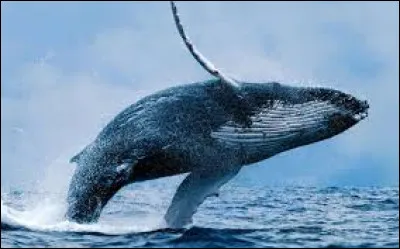 Duquel de ces objets les baleines sont-elles des composantes ?