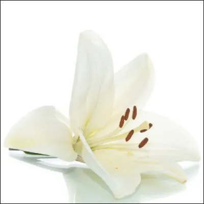 Le lys est un symbole de...