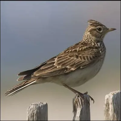 Quel chanteur associez-vous à cette image ?