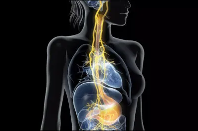 Quel autre nom donne-t-on au nerf vague ?