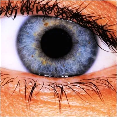 Quelle plante qui produit des baies toxiques était utilisée par les ophtalmologues pour dilater la pupille pendant les examens ?