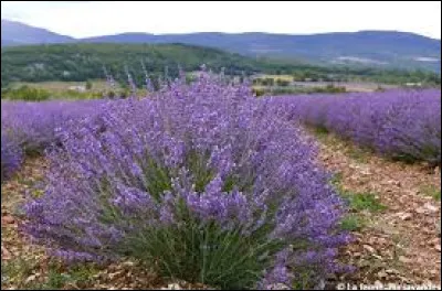 Km 43,7 : Nohanent. Au milieu du XIXe siècle, la cité a reçu un surnom, lequel ?
