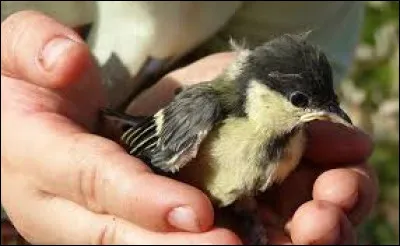 Km 96,1 : Pont-des-Eaux. C'est un hameau de Saint-Bonnet-près-Orcival où Louis Magaud d'Aubusson (1847-1917), avocat, fut maire de 1872 à 1876 et 1884 à 1888. Pour quoi cet homme est-il connu ?