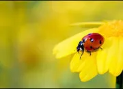 Quiz Culture gnrale avec des noms d'insectes !