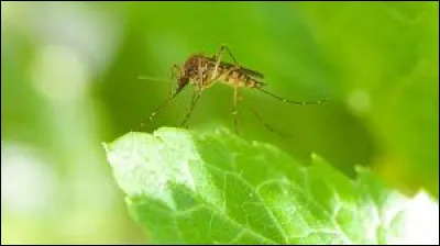 Quelle émission Jules-Édouard Moustic a-t-il animé sur Canal + ?