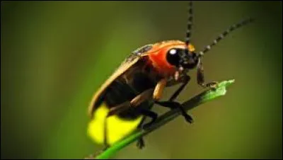 Dans quel jeu télévisé voyait-on Luciole, une créature lumineuse guidant les candidats dans lépreuve de la Cellule Interactive de 2011 à 2013 ?