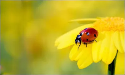 Quel constructeur automobile a créé la mythique Coccinelle ?