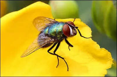 Dans un célèbre film Disney, de qui monsieur Mouche est-il le fidèle second ?