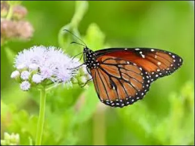 Qui a interprété "L'Effet papillon" en 2008 ?
