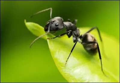Qui a écrit le recueil de nouvelles intitulé "Les Fourmis" ?
