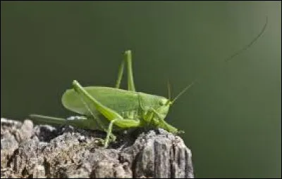Qui est le réalisateur du film intitulé "La Grande sauterelle" ?