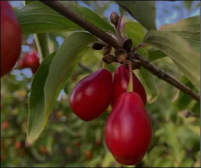 Quel est ce fruit rouge allongé, au goût acidulé similaire à la griotte ?