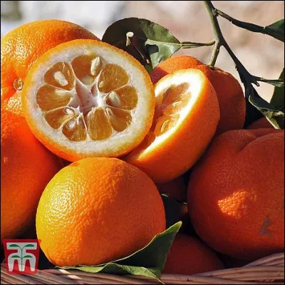 Quel est ce fruit, une variété d'orange amère utilisée en cuisine, en confiserie et en parfumerie ?