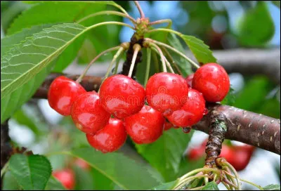 Quel est ce fruit, une petite cerise sauvage à chair ferme et savoureuse ?