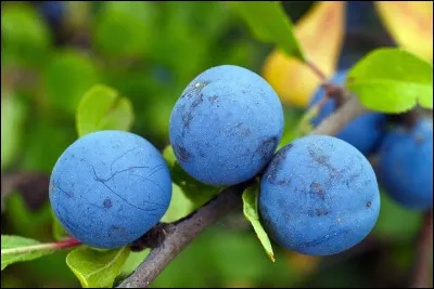 Quel est ce fruit, une petite prune sauvage, bleu ardoise à la saveur âcre ?