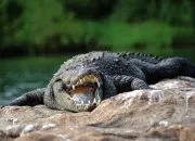 Quiz Les crocodiles - le dernier grand reptile (partie 1)