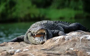 Quiz Serpents