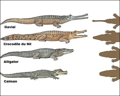 Cochez les bonnes réponses concernant les différences entre crocodiles, caïmans, alligators et gavials (2)...
