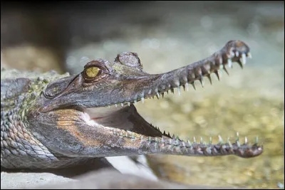 Cochez les bonnes réponses concernant les différences entre crocodiles, caïmans, alligators et gavials (3)....