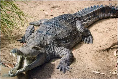 Lesquelles de ces affirmations sont correctes concernant le crocodile ?