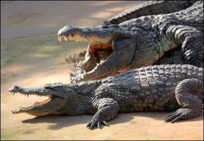 Cochez les affirmations correctes concernant la disparition des dinosaures...