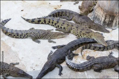 Cochez les bonnes réponses concernant les ères géologiques (1)...