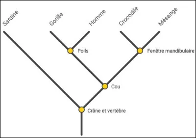 Cochez les bonnes réponses concernant l'arbre phylogénétique des crocodiles...